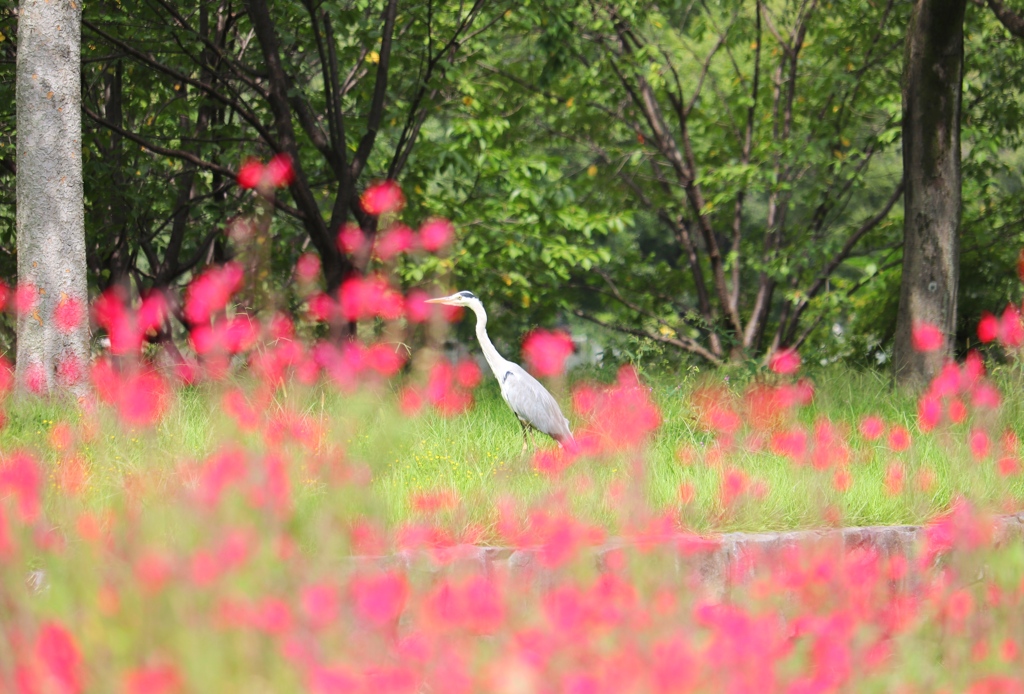 花とサギ