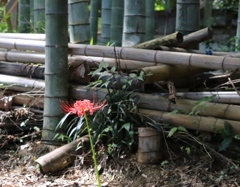 竹林の中に華麗咲く曼珠沙華
