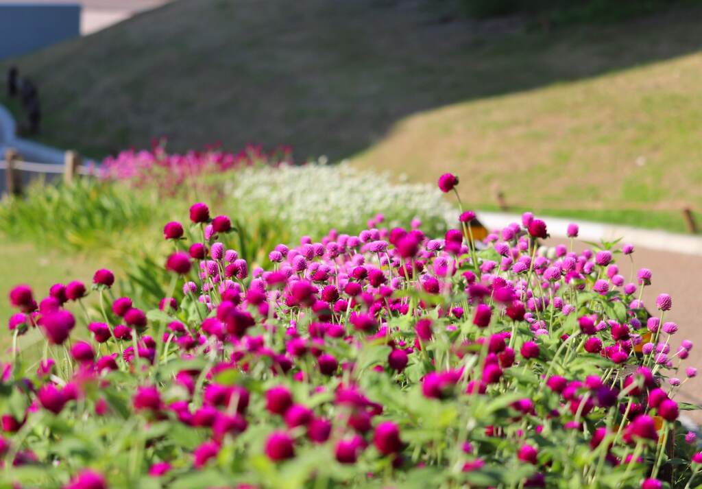 派手な花道