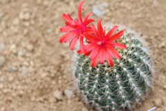 サボテンの花１
