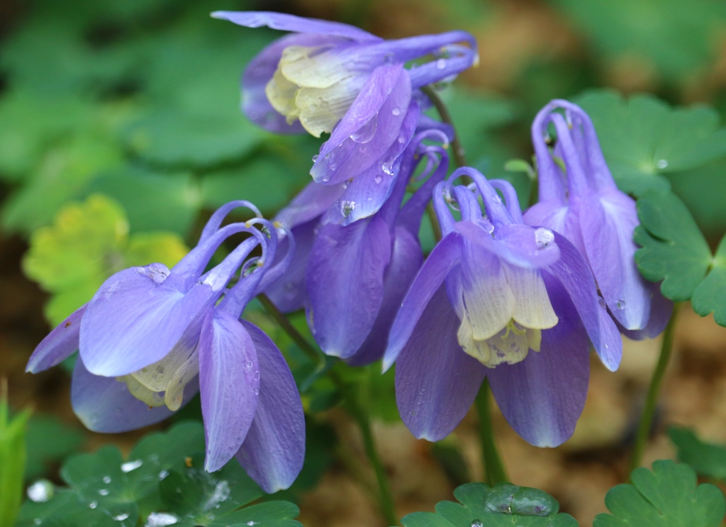 水も滴るいいお花