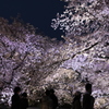 夜桜見物
