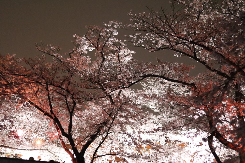 夜桜