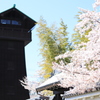 小口城の桜