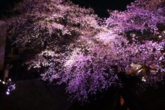 夜桜