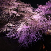 夜桜