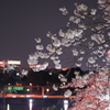 2019 04 06 千鳥ヶ淵 01