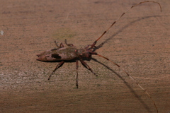 ヤハズカミキリ