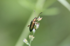 アオハムシダマシ