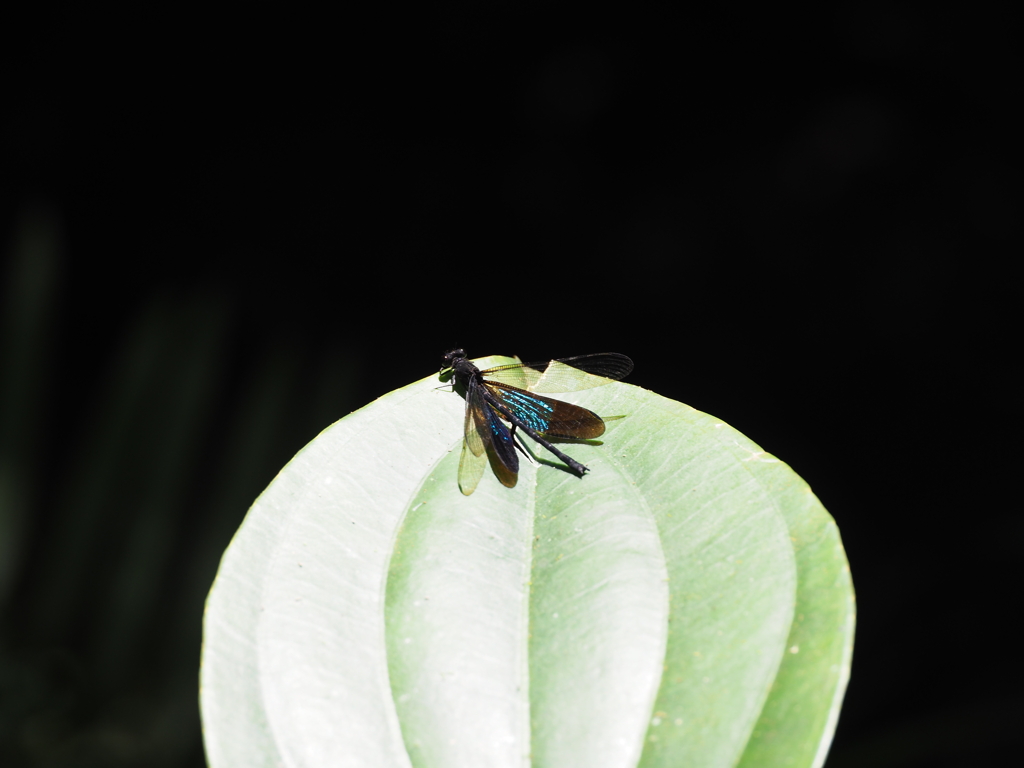 Euphaea basalis