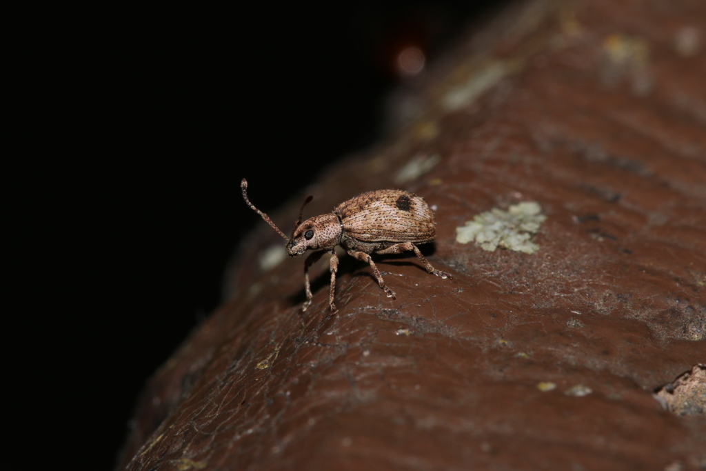 ヒレルクチブトゾウムシ