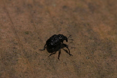 コブルリオトシブミ