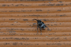 エゴシギゾウムシ