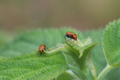 ウリハムシ