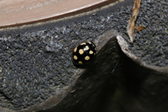 ウスキホシテントウ