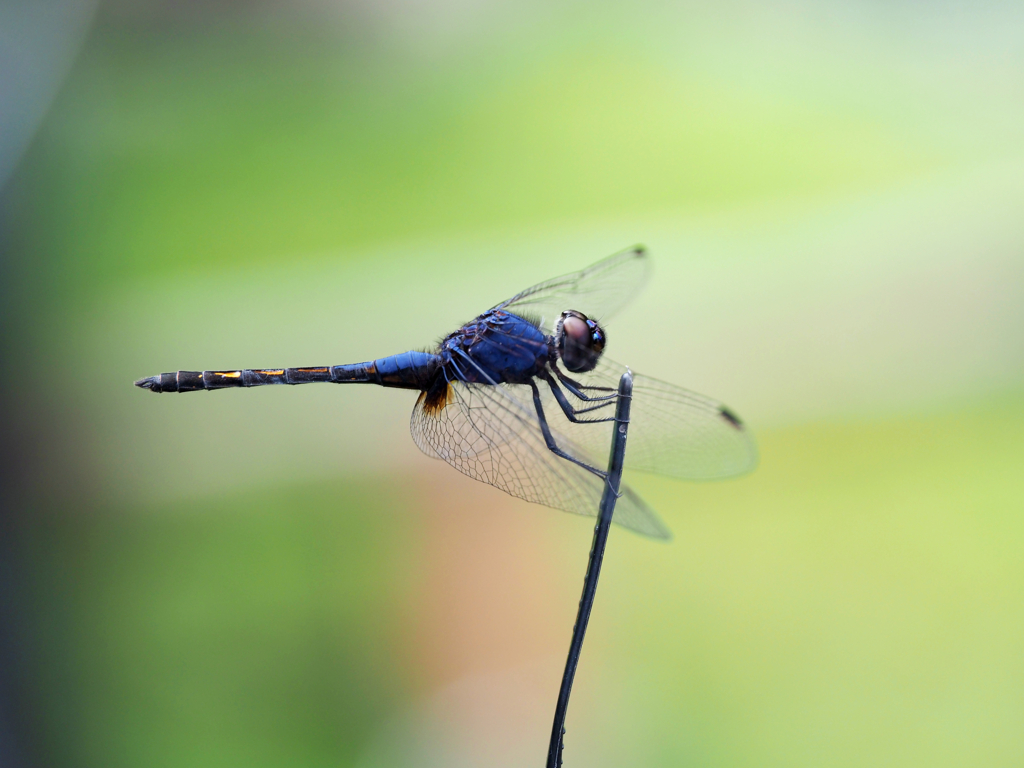 Trithemis festiva