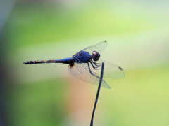 Trithemis festiva