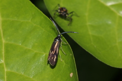 キスジホソマダラ