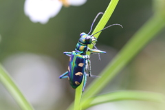 タイワンヤツボシハンミョウ
