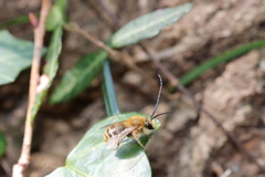 ニッポンヒゲナガハナバチ