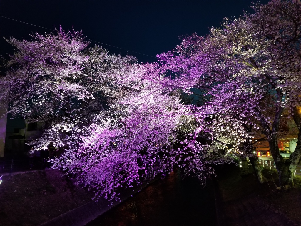 夜桜20190404