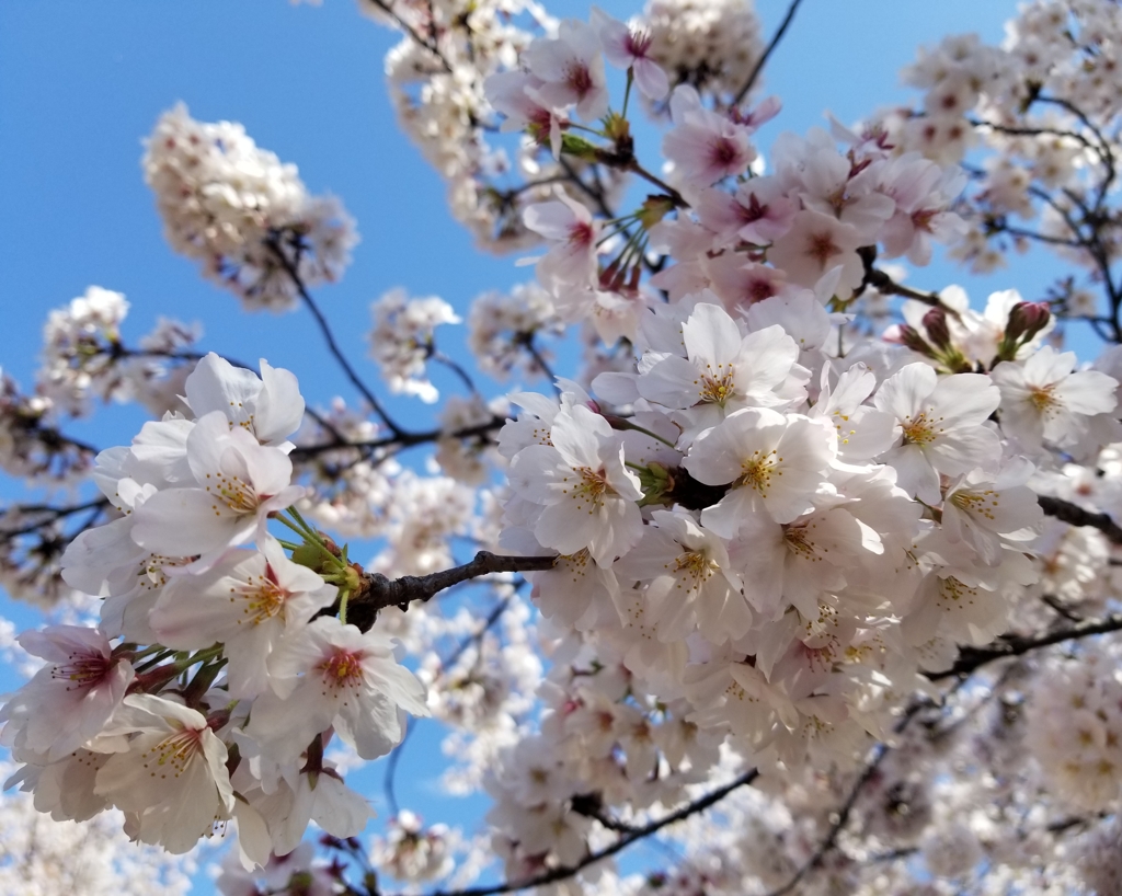 空と桜20190409