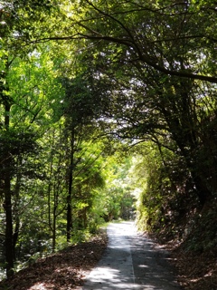 ハイキング帰り道20190608