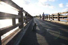 誰かをまつ猫