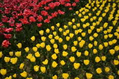 日曜日の公園