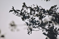 曇りの日の桜