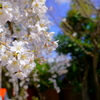 車折神社（2020年3月）　5