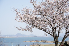 琵琶湖と桜　2