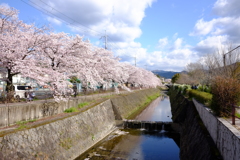 川べりの桜