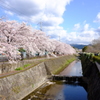 川べりの桜