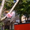 車折神社（2020年3月）　3