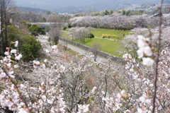 滋賀の桜　2
