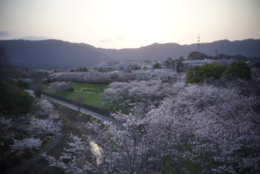 夕桜　1