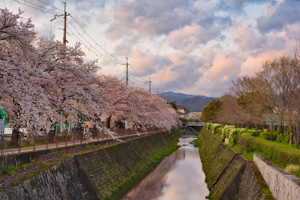 桜並木（2020年4月）