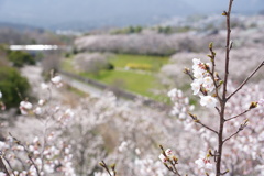 滋賀の桜　1