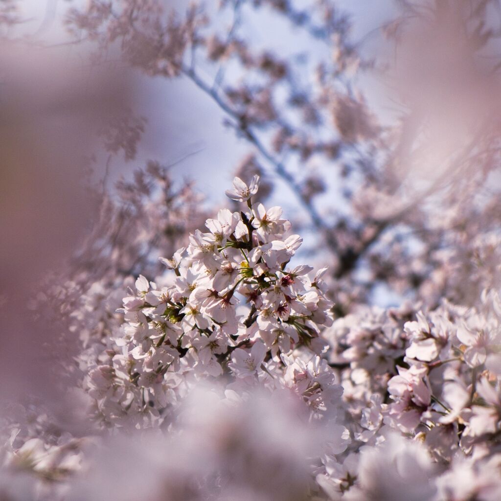 京都の桜（2021年3月）　6