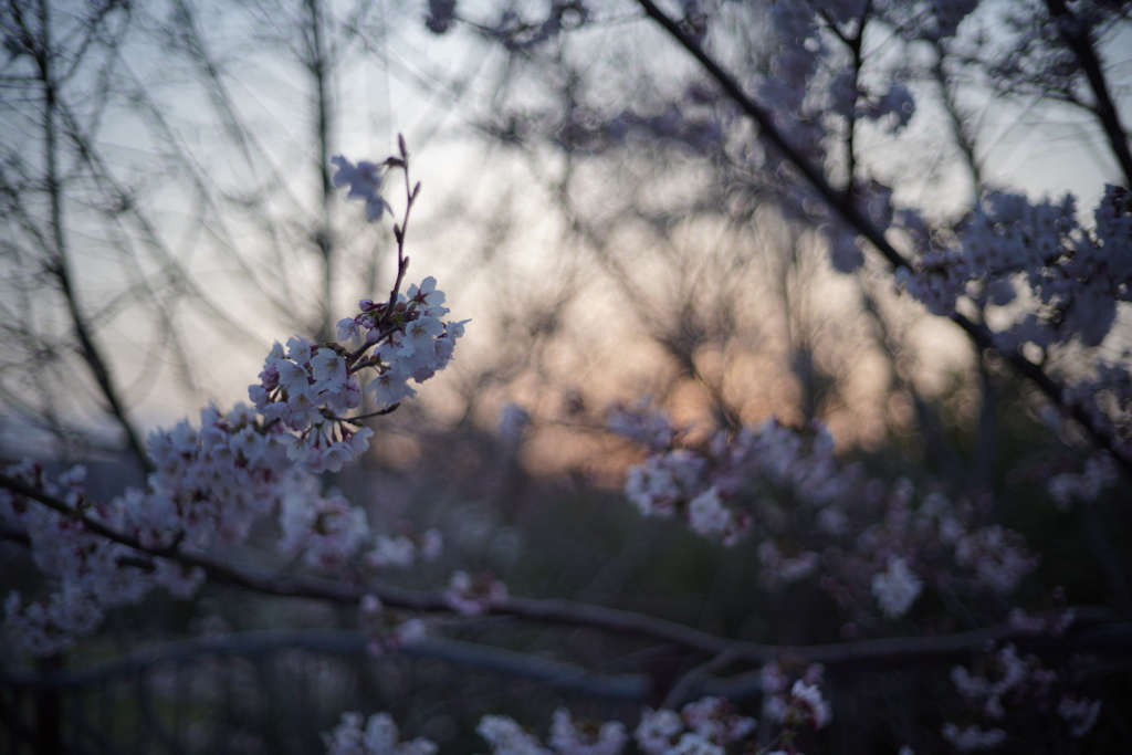 夕桜　3