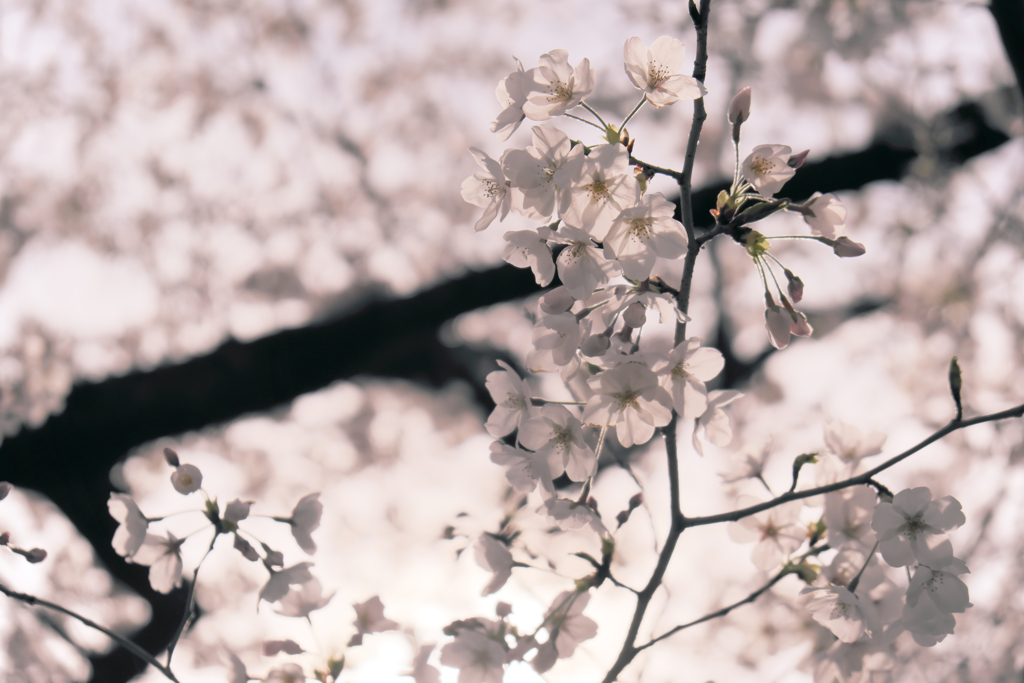 京都の桜（2021年3月）　3