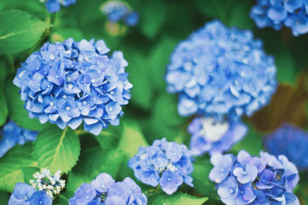 滋賀の紫陽花（2020年6月）　2