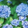 滋賀の紫陽花（2020年6月）　2