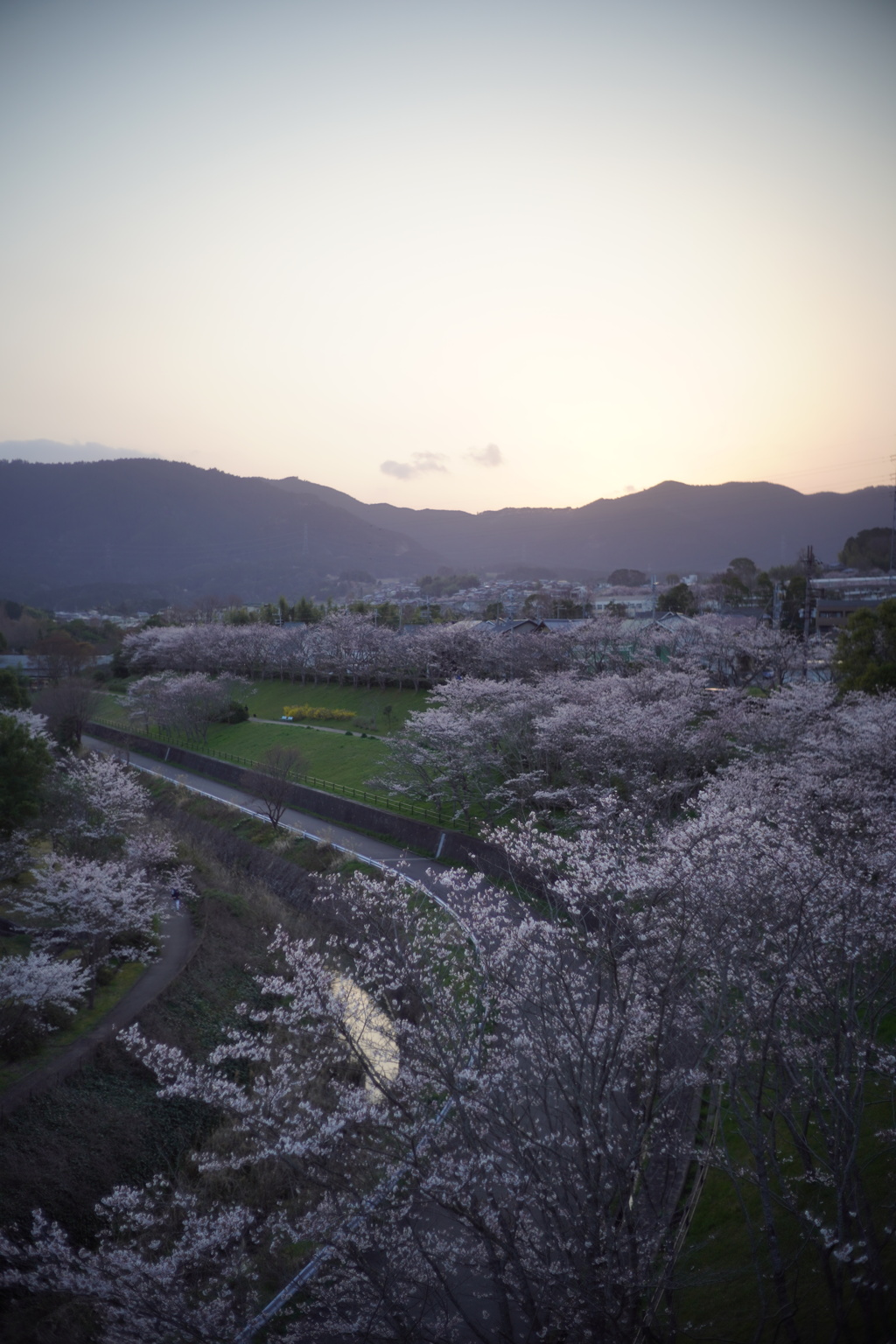夕桜　2