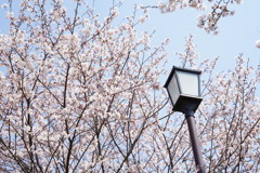 街灯と桜