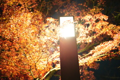 祇園に残った夜の紅葉