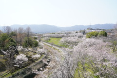 滋賀の桜　4