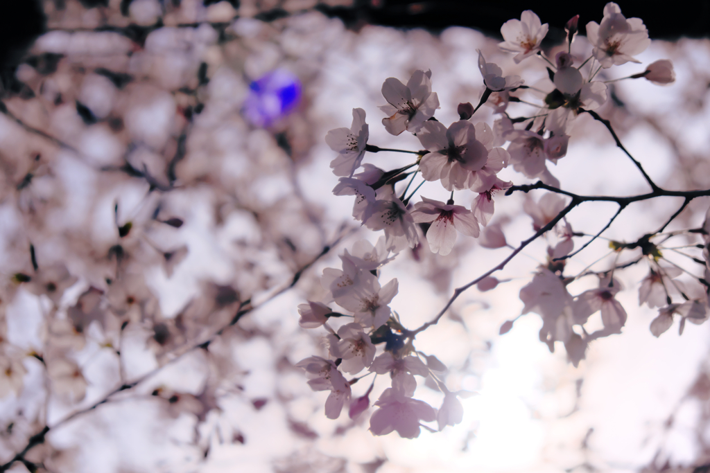 京都の桜（2021年3月）　2