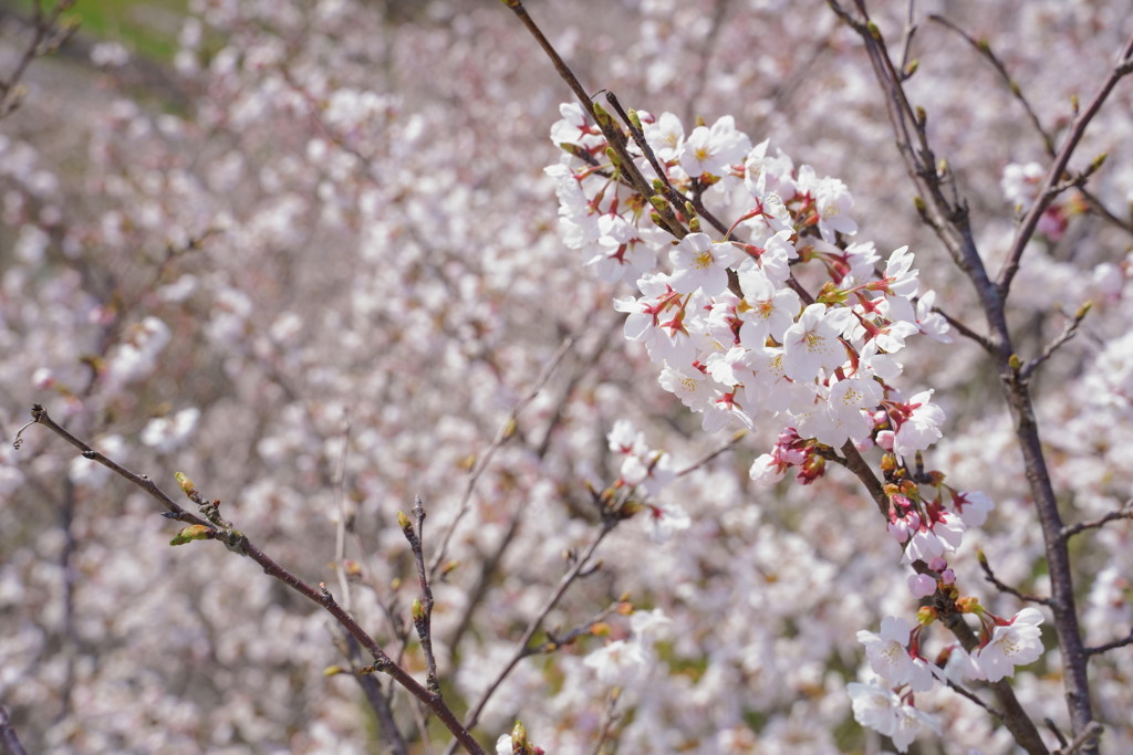 滋賀の桜　3